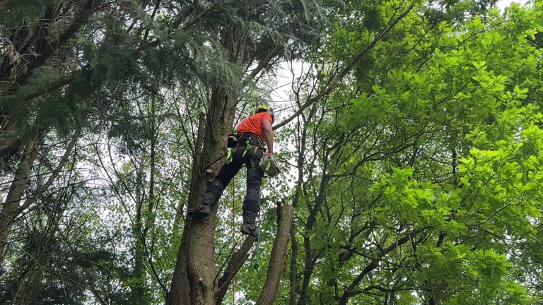 Best Root Management and Removal  in Pasadena, CA